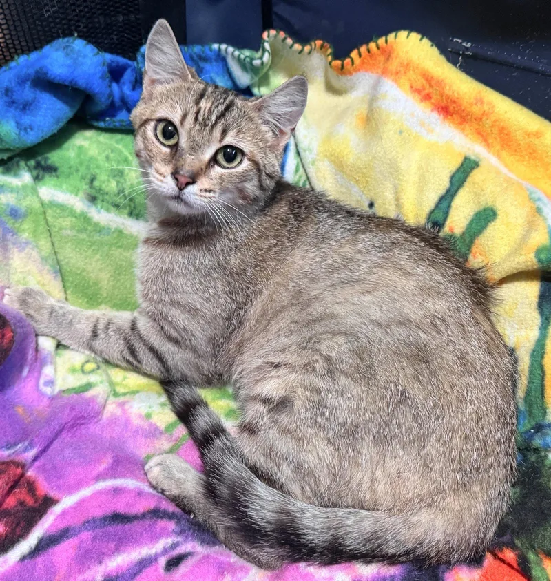 An adult medium-sized female Gray / Blue / Silver Domestic Short Hair cat named Ginnie for adoption in San Luis Obispo, CA