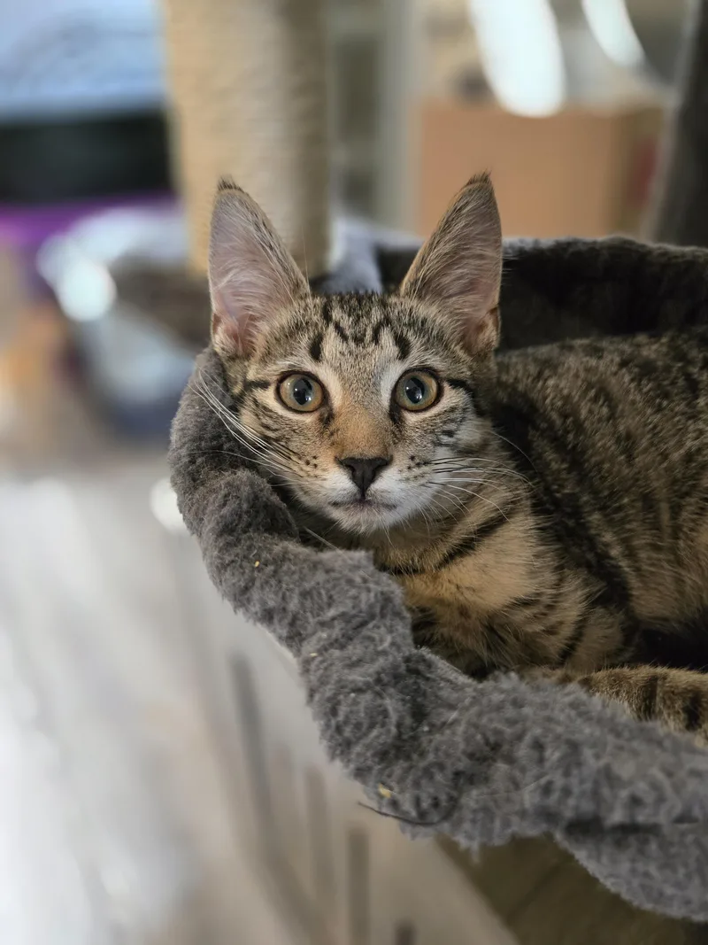 A baby small-sized male Domestic Short Hair cat named Mario for adoption in Philadelphia, PA