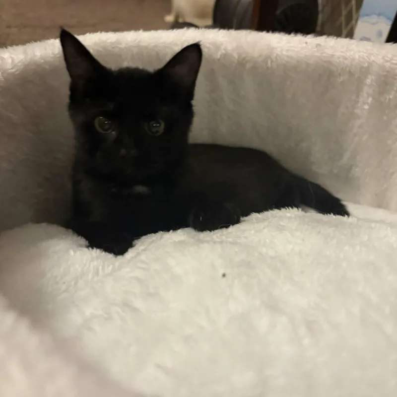 A young medium-sized female Black Domestic Short Hair cat named Velvet for adoption in Lancaster, KY