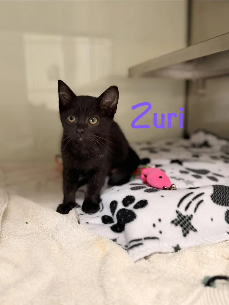 A baby medium-sized female Domestic Medium Hair cat named Zuri for adoption in Crescent City, CA