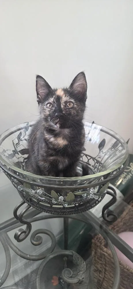 A baby small-sized female Domestic Short Hair cat named Alice for adoption in Youngsville, NC