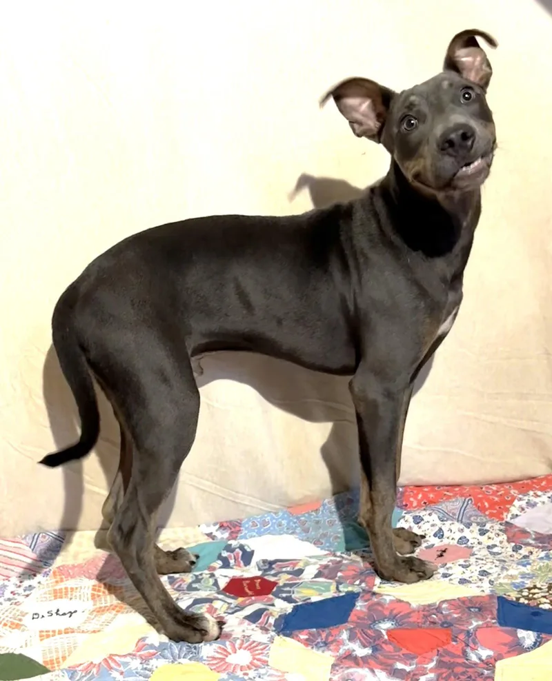 A baby large-sized male Terrier dog named Coleslaw for adoption in Wetumpka, AL
