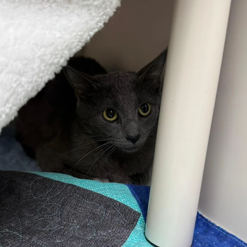 A young medium-sized female Gray / Blue / Silver Domestic Short Hair cat named Madison for adoption in Durango, CO