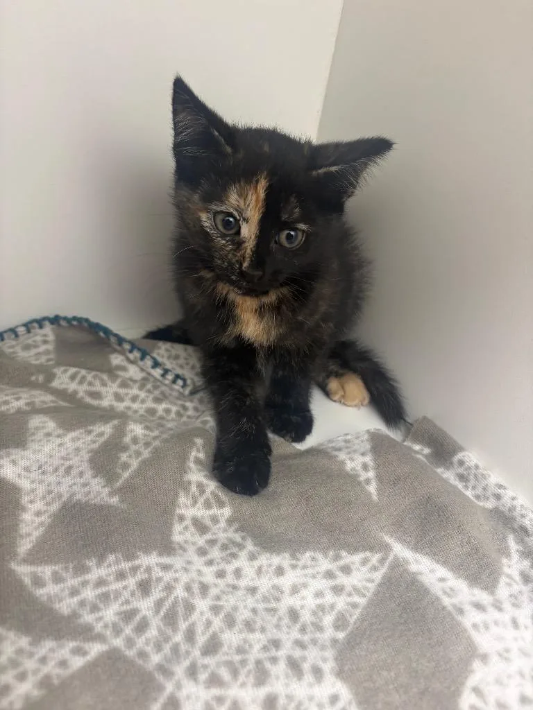 A baby medium-sized female Domestic Short Hair cat named Dawn for adoption in Hartsville, SC