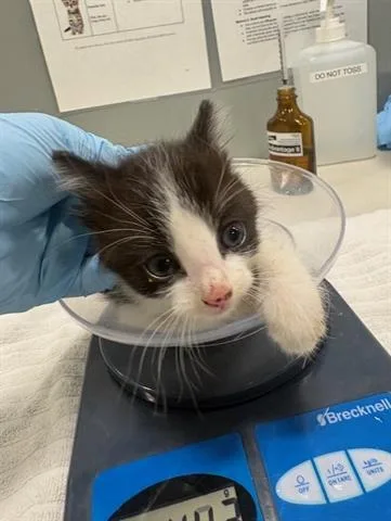 A baby small-sized male Domestic Short Hair cat named Double Seven for adoption in San Martin, CA