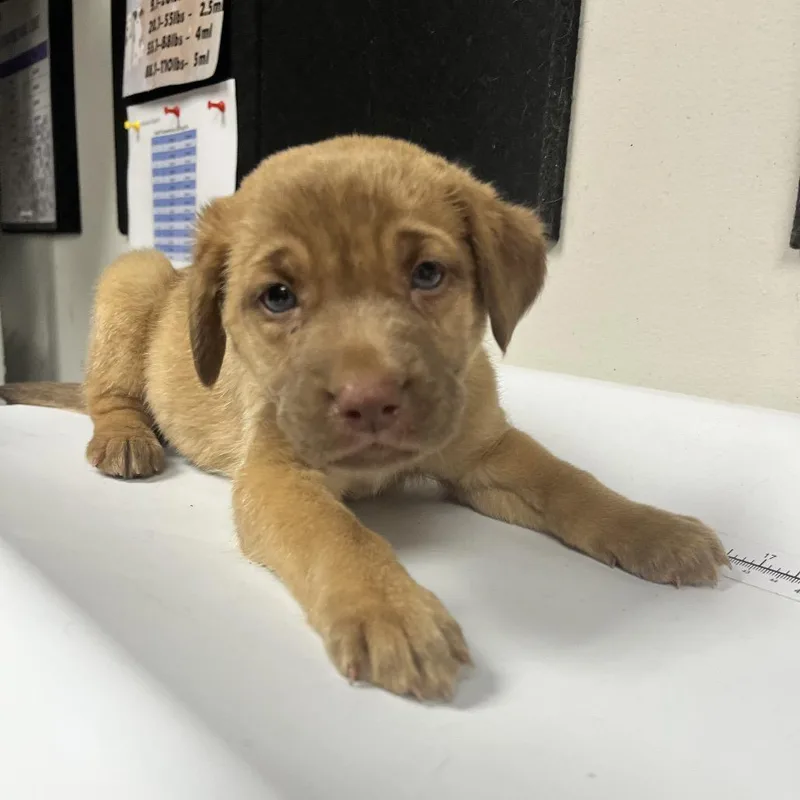 A baby small-sized male Golden Retriever dog named Sean for adoption in Parrish, AL