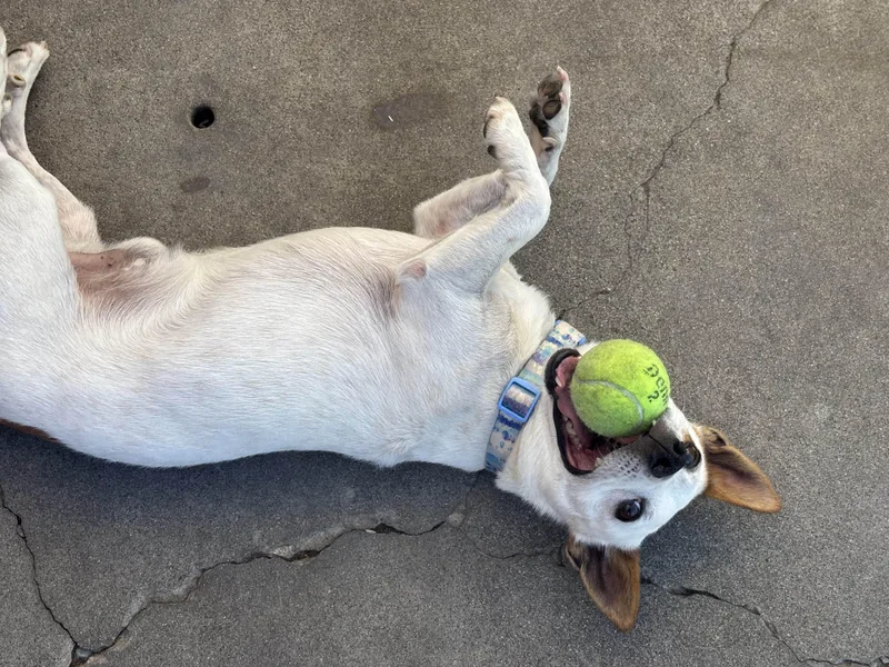 Auggie thumbnail 5