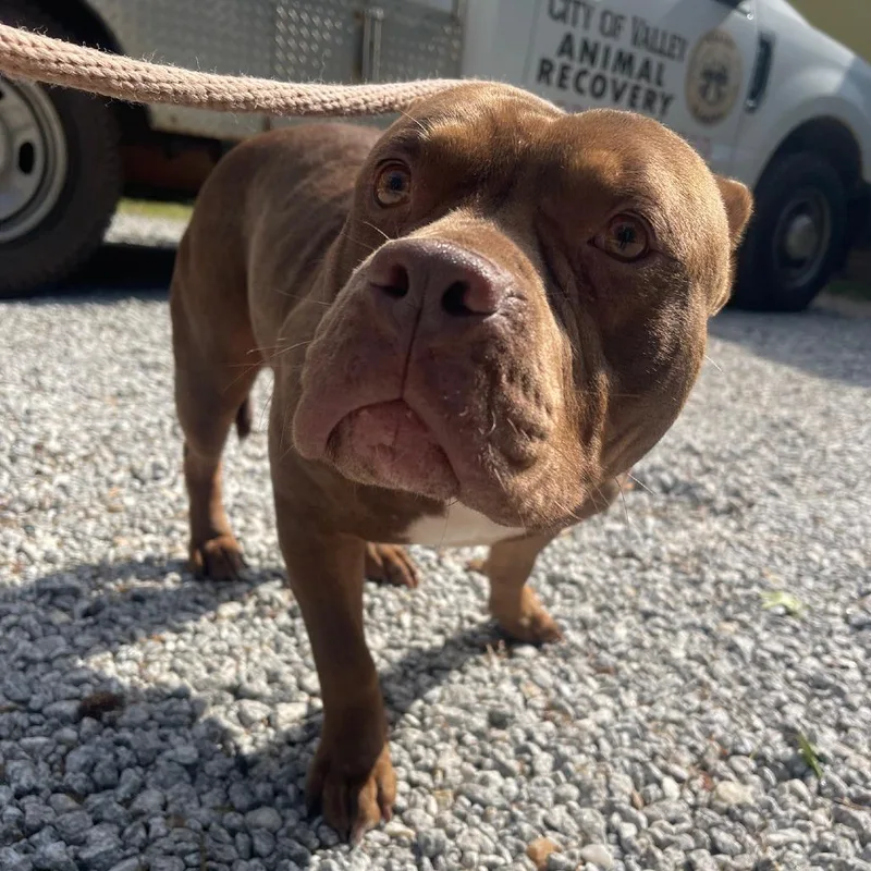 An adult medium-sized male Brown / Chocolate Mixed Breed dog named Stuart Little for adoption in Valley, AL
