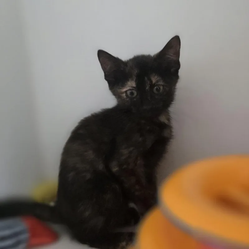A baby small-sized female Tortoiseshell Domestic Short Hair cat named Pygmy for adoption in Dearborn, MI
