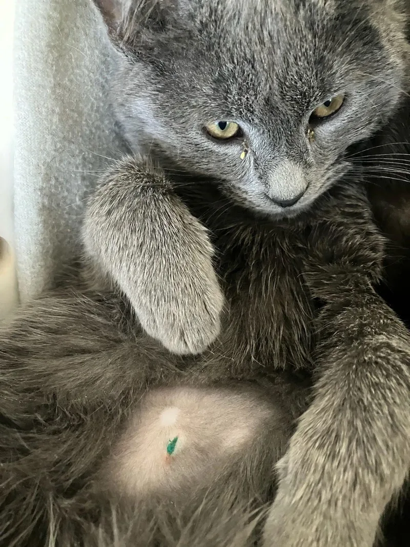 Burnside thumbnail 2