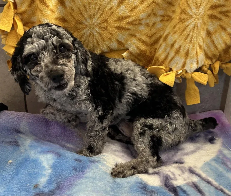 Picasso Mar thumbnail 2