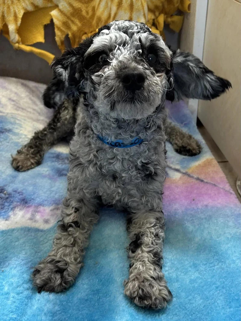 Picasso Mar thumbnail 3