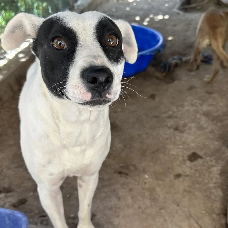 An adult medium-sized female White / Cream Terrier dog named Brandi for adoption in San Diego, CA
