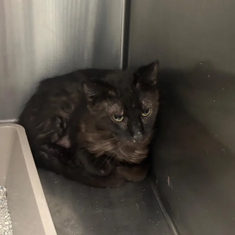 An adult small-sized male Black Domestic Short Hair cat named Midnight for adoption in Brookfield, MO