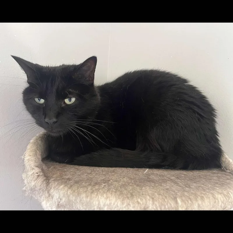 An adult medium-sized male Black Domestic Short Hair cat named Charlie for adoption in Raleigh, NC