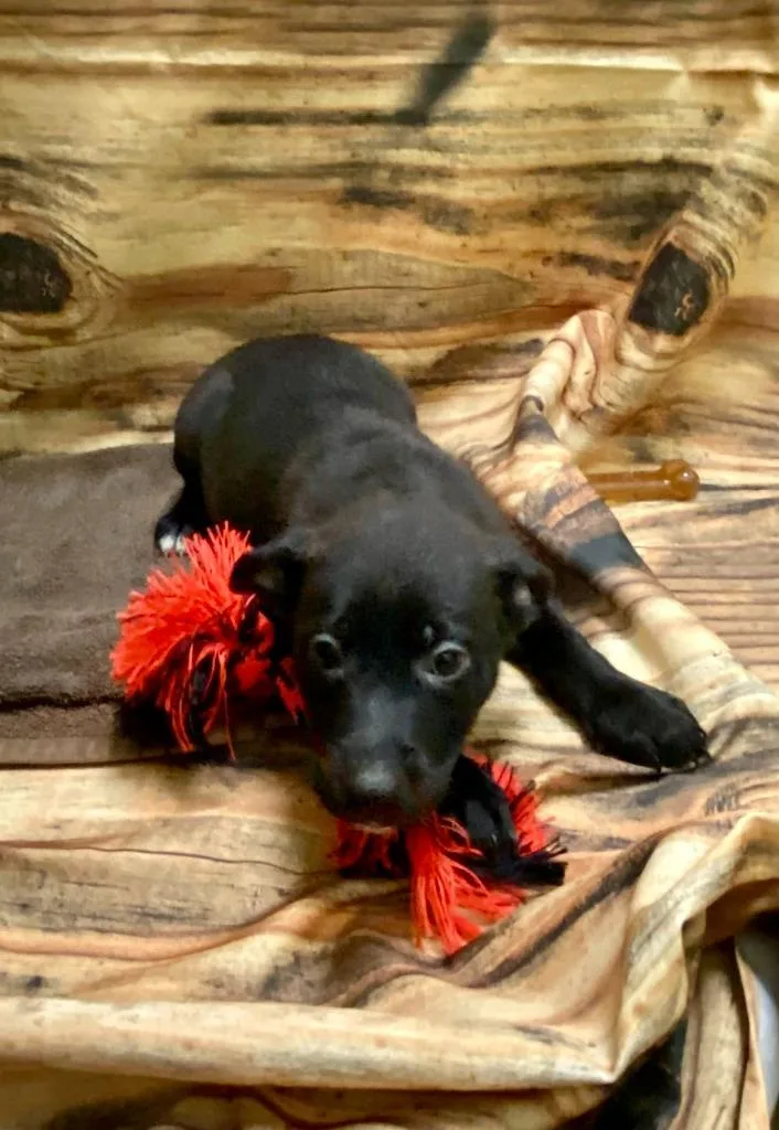 A baby medium-sized female Mixed Breed dog named Jolene for adoption in Minot, ND
