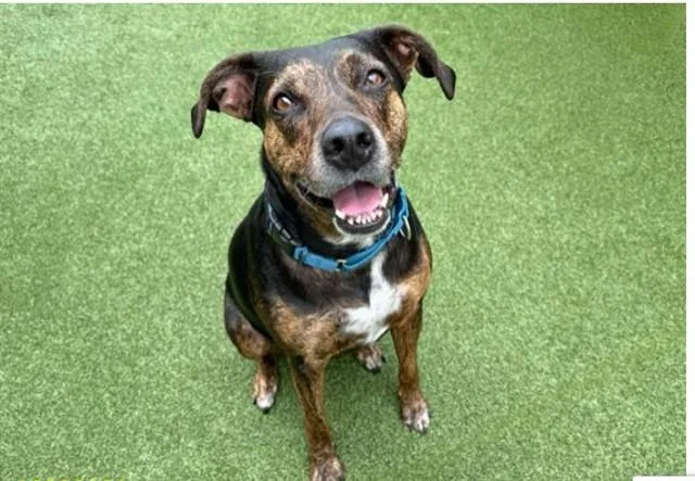 An adult large-sized female German Shorthaired Pointer dog named Ciara for adoption in Fort Lauderdale, FL