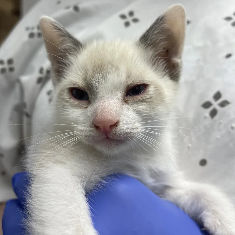 A baby small-sized male White Siamese cat named Peter Parker for adoption in Long Beach, CA