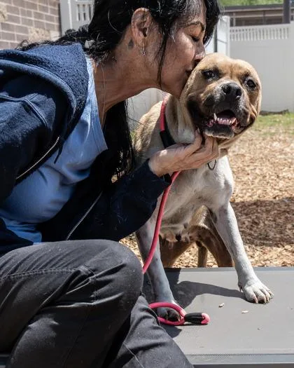 An adult large-sized female Mixed Breed dog named Lantern for adoption in Chamblee, GA