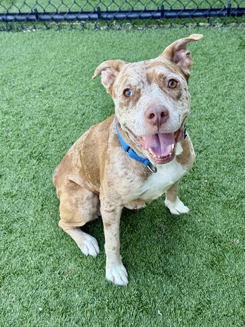 An adult medium-sized female Mixed Breed dog named Bayle for adoption in Dallas, TX