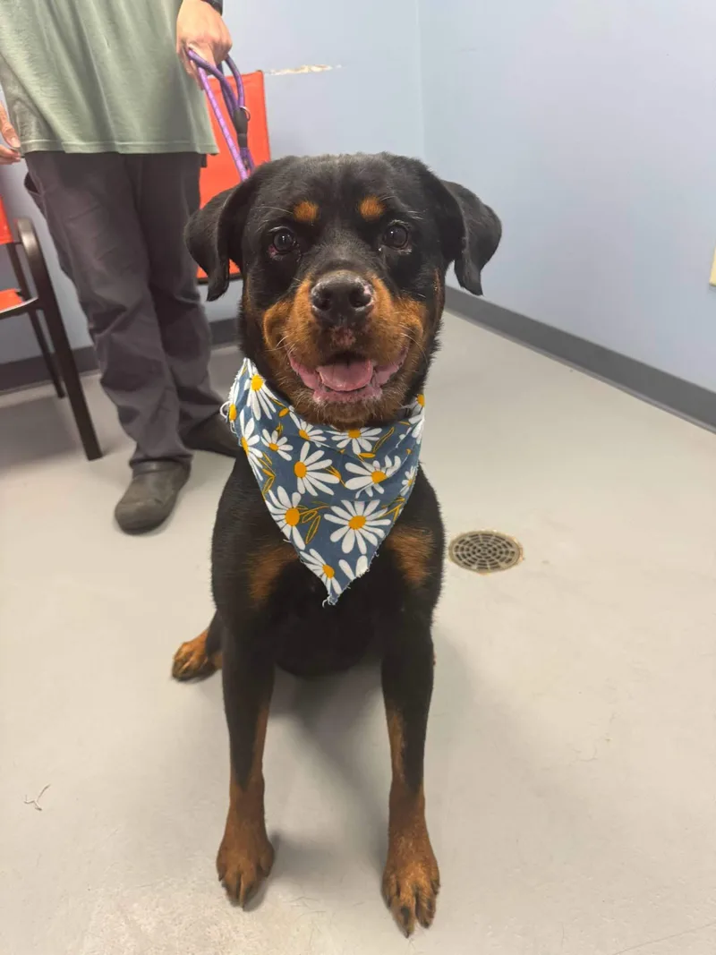 An adult large-sized female Black Rottweiler dog named Letty for adoption in Zanesville, OH