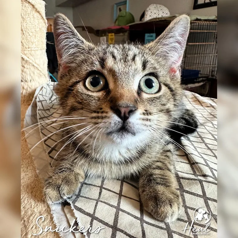 A baby small-sized male Brown / Chocolate Domestic Short Hair cat named Snickers for adoption in Youngwood, PA
