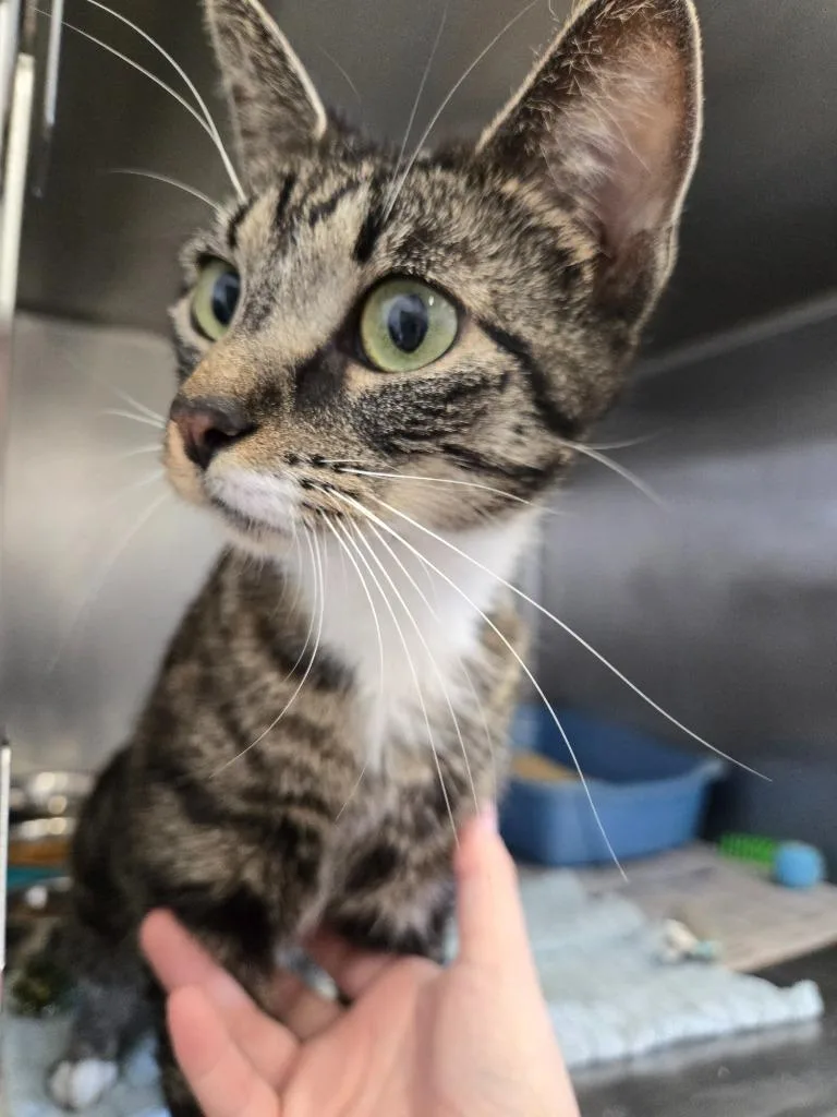 A young small-sized female Domestic Short Hair cat named Nova for adoption in Angola, IN
