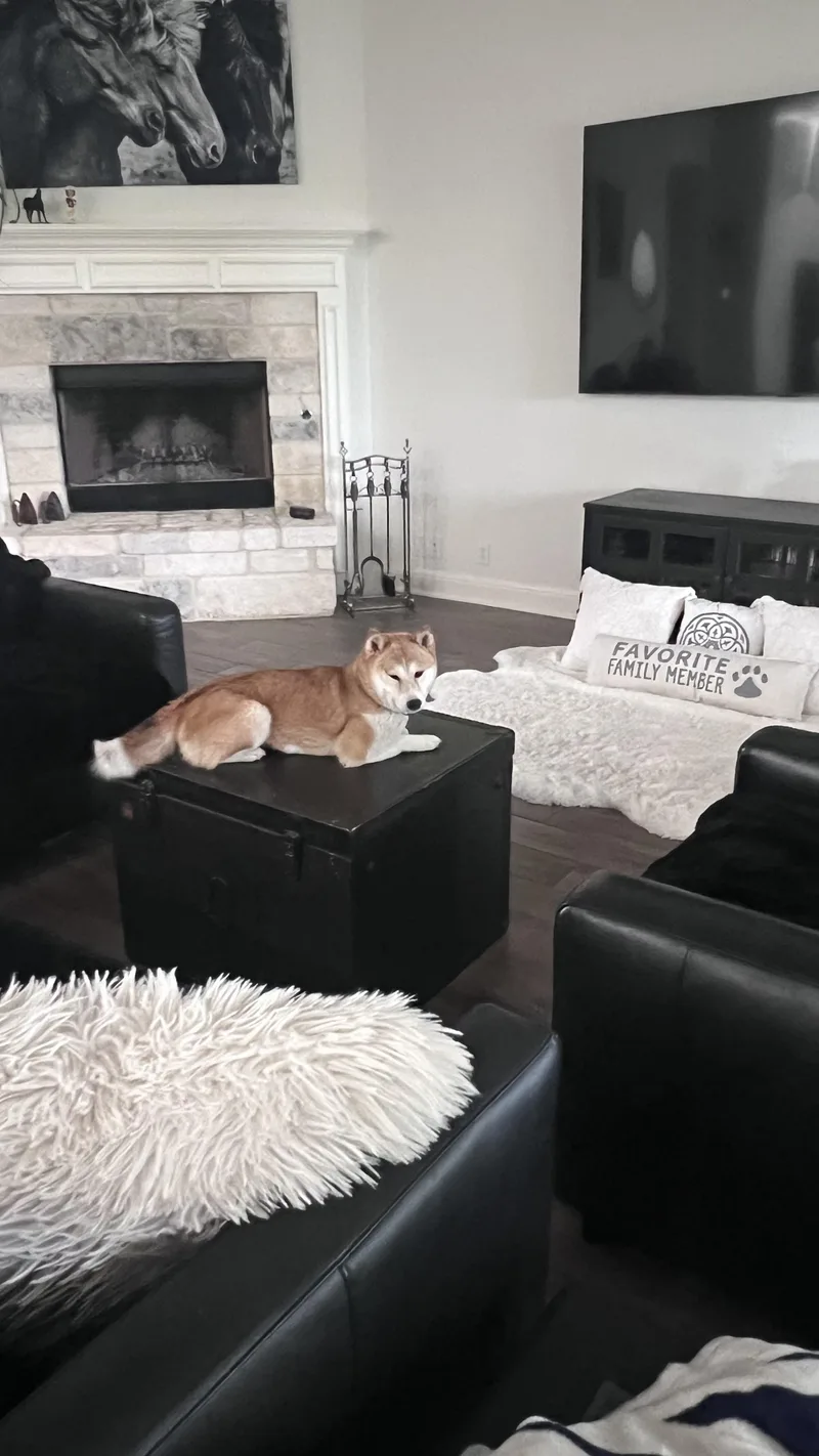 An adult small-sized female Red / Chestnut / Orange Shiba Inu dog named Matcha for adoption in Santa Maria, CA