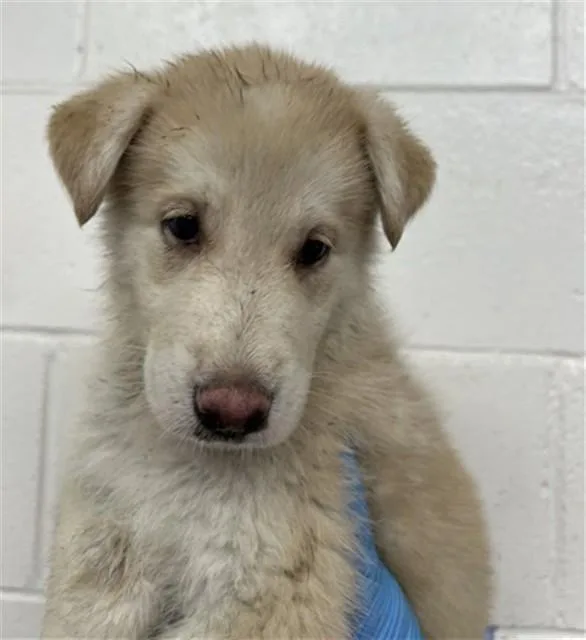 A baby small-sized male German Shepherd Dog dog named Phoenix for adoption in San Bernardino, CA