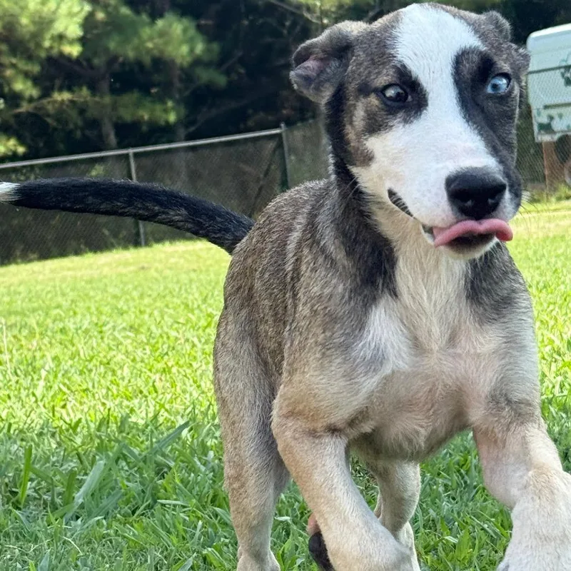 A young small-sized male Yellow / Tan / Blond / Fawn Husky dog named Blaze for adoption in LaGrange, GA