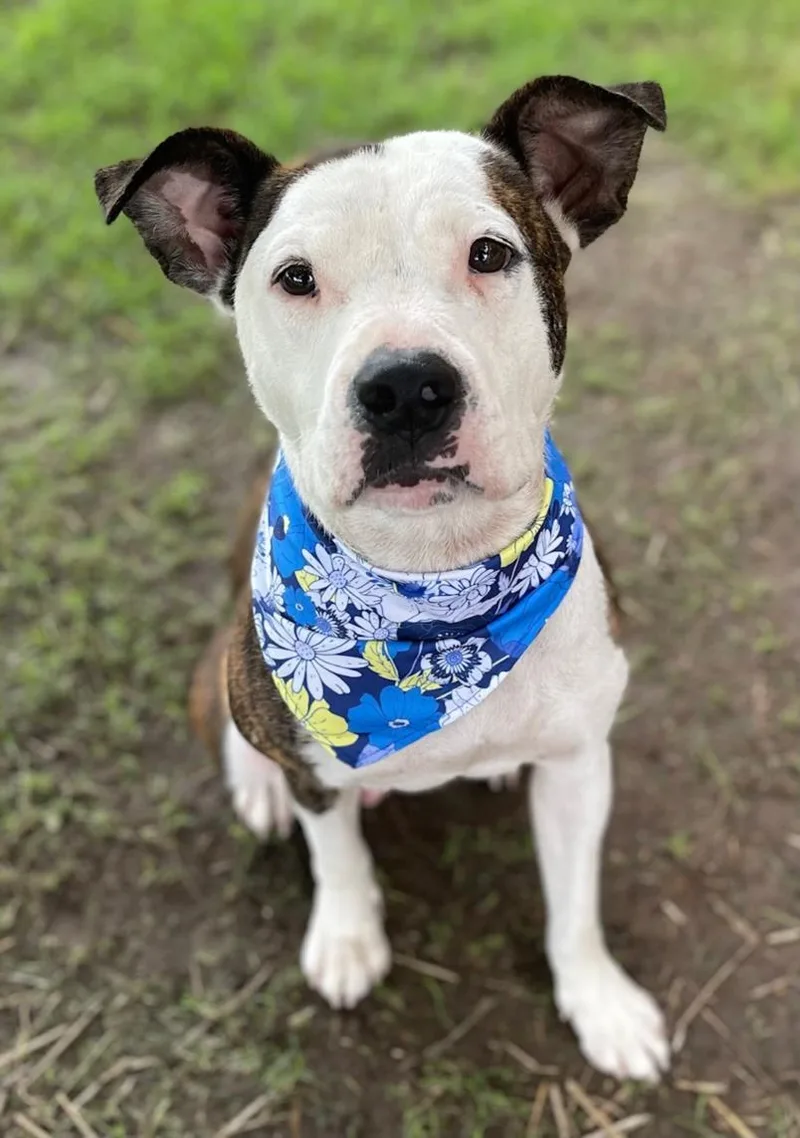 An adult medium-sized female Pit Bull Terrier dog named Cali for adoption in Tulsa, OK