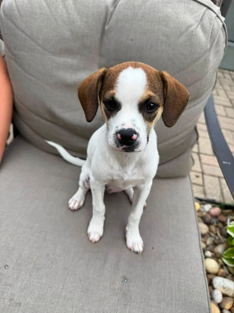 A baby medium-sized female White / Cream Beagle dog named Dellie for adoption in Plainfield, IL
