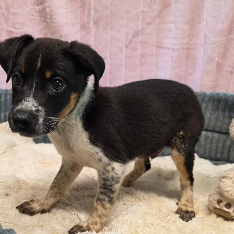 A baby small-sized male Tricolor (Brown, Black, & White) Rat Terrier dog named Rossi for adoption in Wiggins, MS