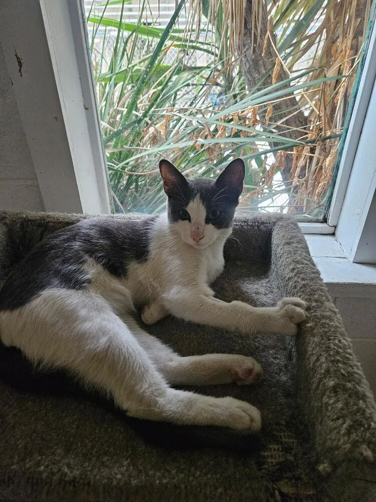 A young medium-sized male Gray & White Domestic Short Hair cat named Charlie for adoption in Ontario, CA