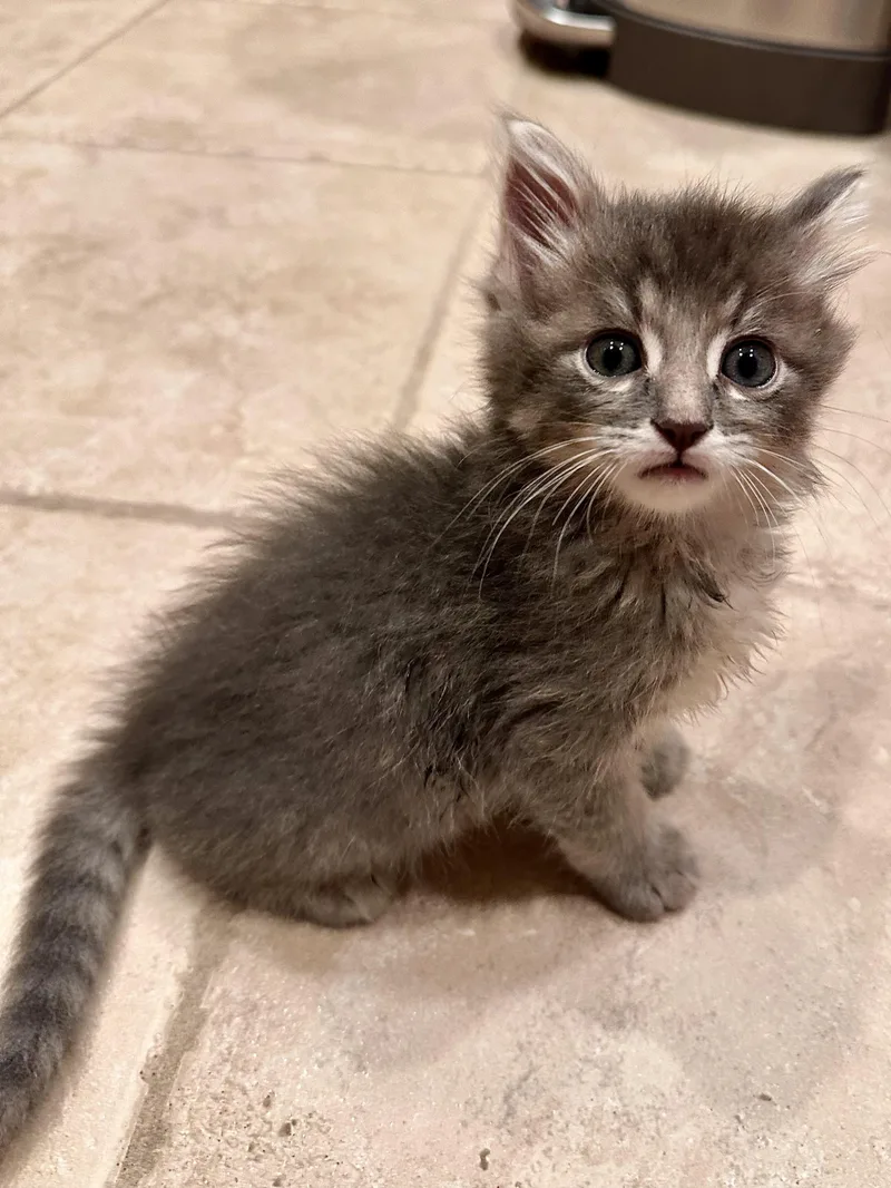 Rocket Man thumbnail 2