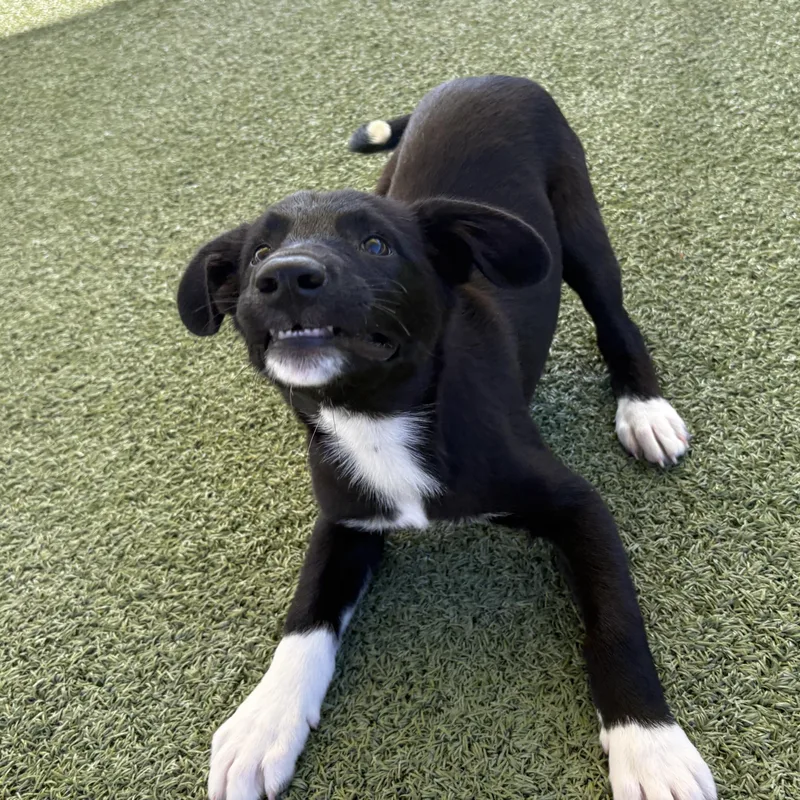 A baby medium-sized male Border Collie dog named Bull and Dozer for adoption in Hays, KS