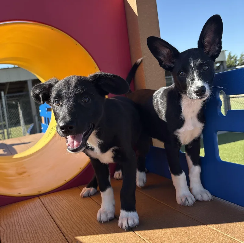 Bull and Dozer thumbnail 4