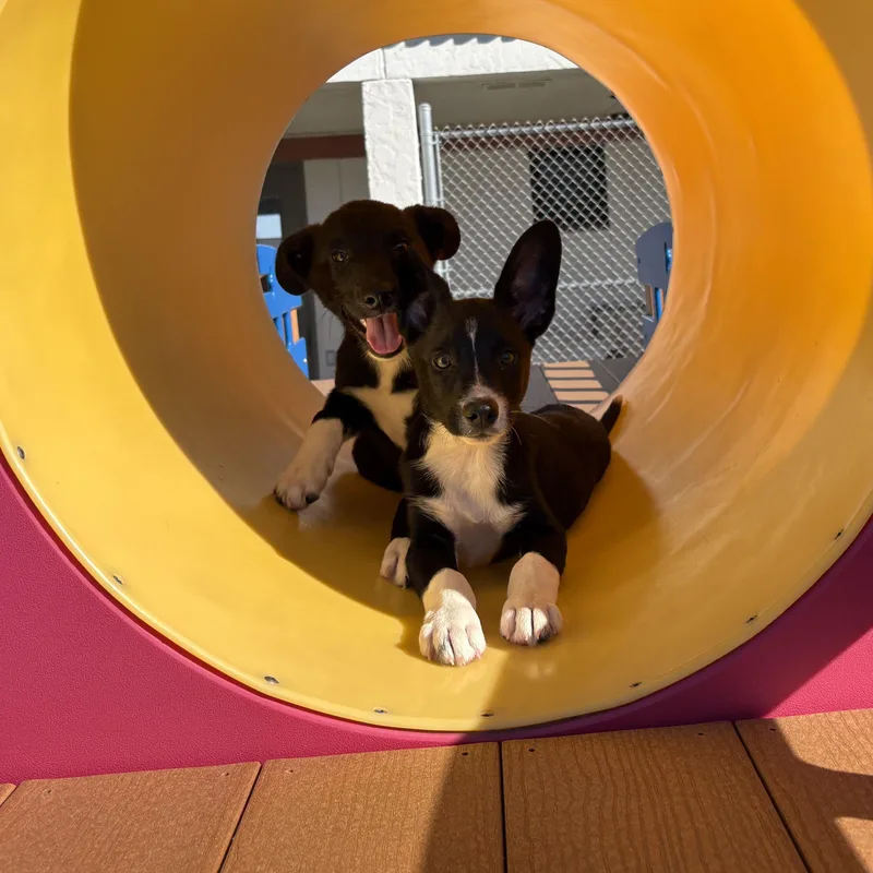 Bull and Dozer thumbnail 5