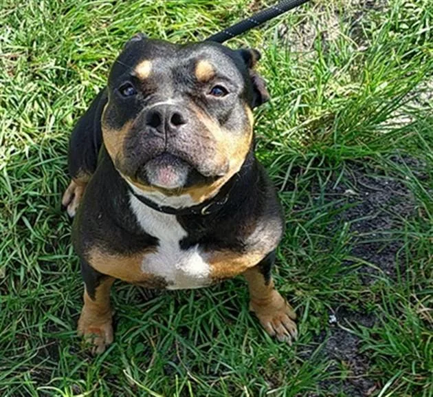 An adult large-sized female American Staffordshire Terrier dog named Lulu for adoption in Fort Lauderdale, FL