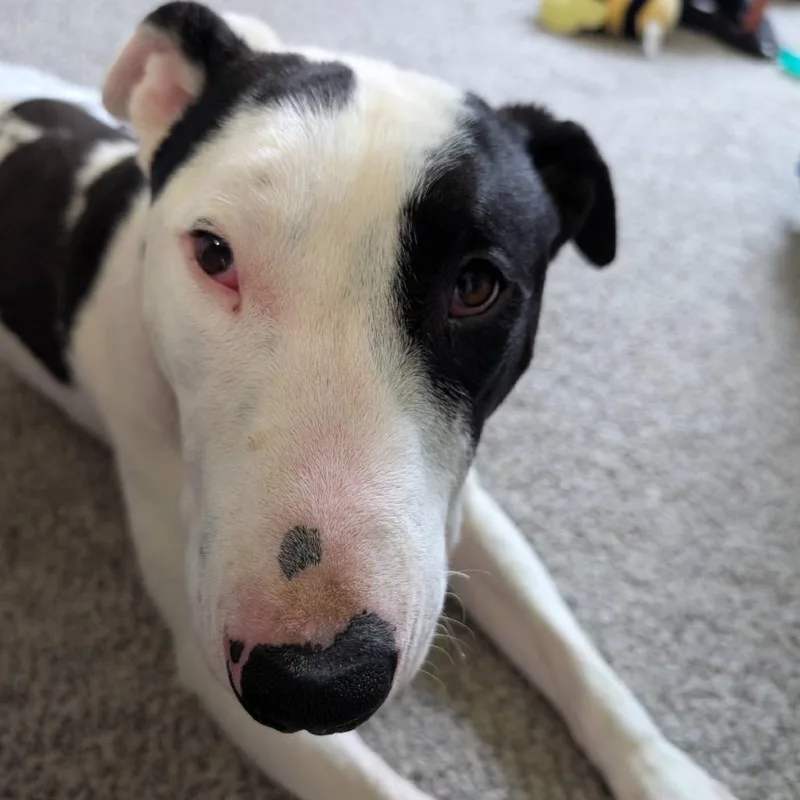 A young medium-sized male White / Cream Pit Bull Terrier dog named Tony for adoption in Alma, WI
