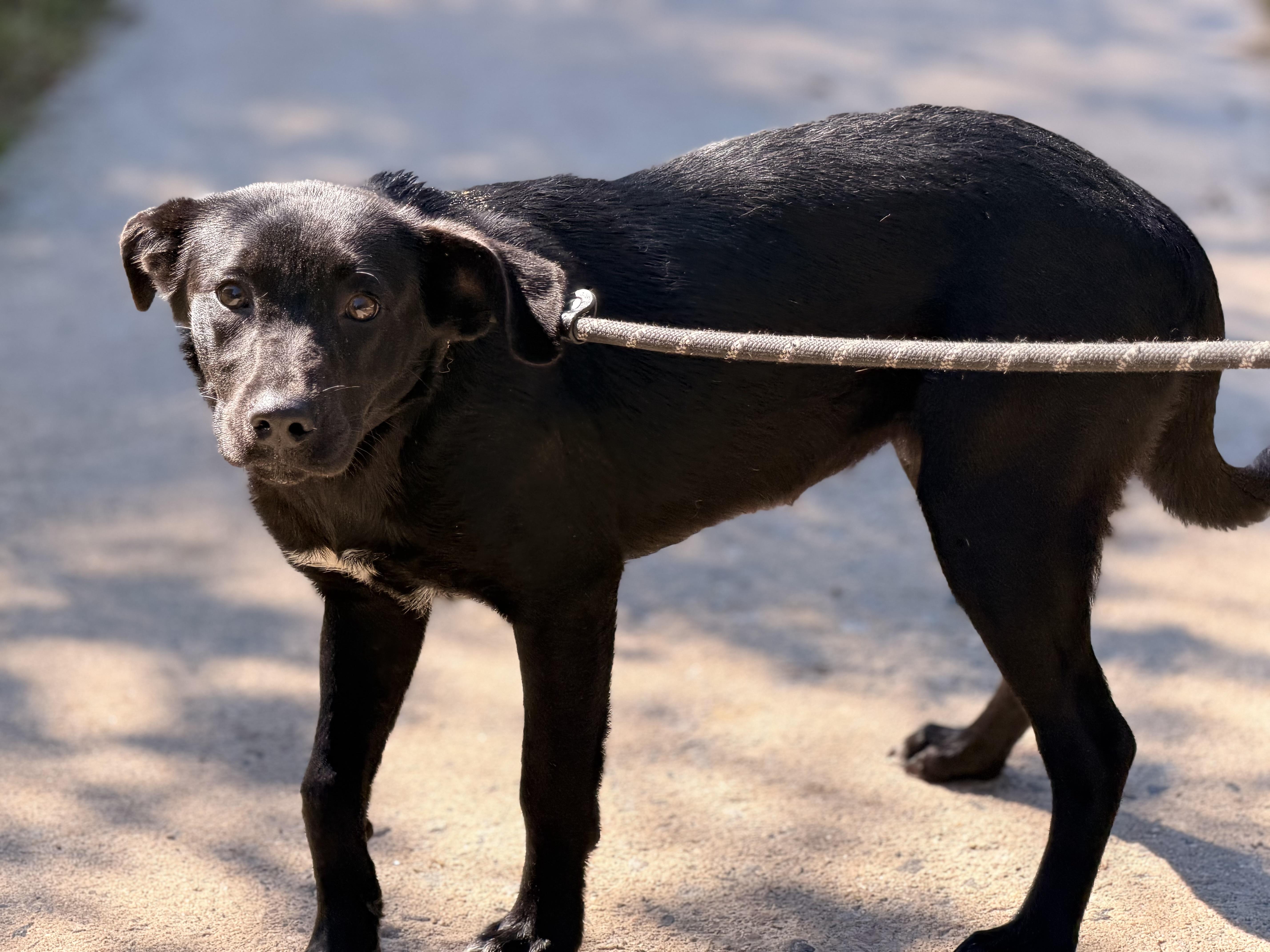 A young medium-sized female Black Labrador Retriever dog named Palmer for adoption in Meherrin, VA