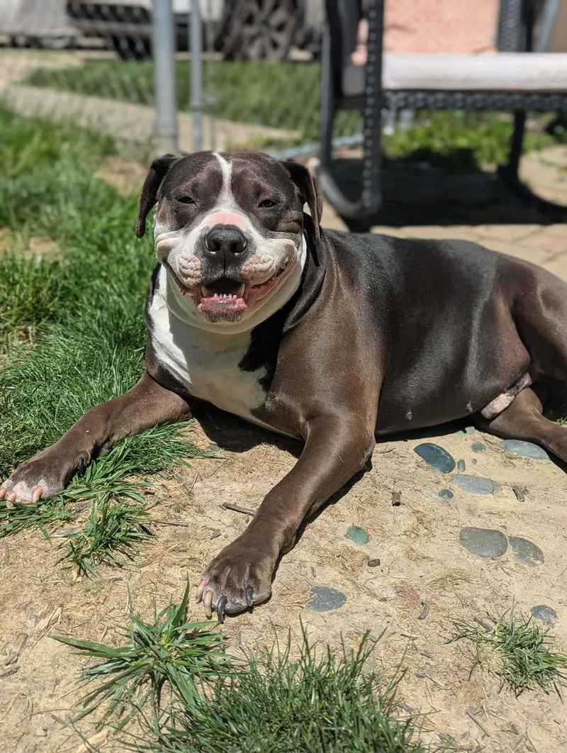 An adult large-sized male American Bulldog dog named Rilo Gravy for adoption in Germantown, OH