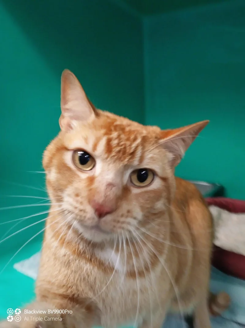 A young medium-sized male Domestic Short Hair cat named Marveen  Year Male for adoption in Sterling, MA