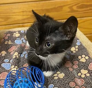 A baby medium-sized male Black & White / Tuxedo Tuxedo cat named John Lennon for adoption in Southern Pines, NC