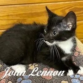 John Lennon thumbnail 2