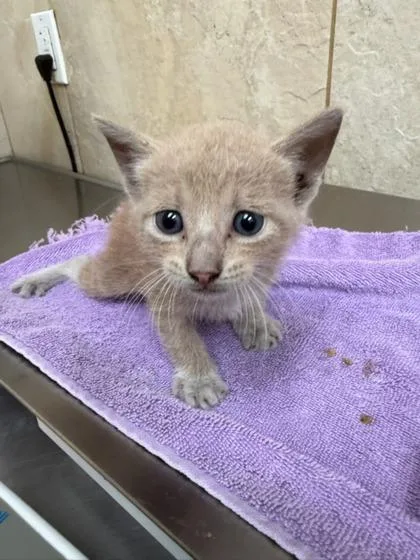 A baby small-sized male Domestic Long Hair cat named Smores for adoption in Honolulu, HI