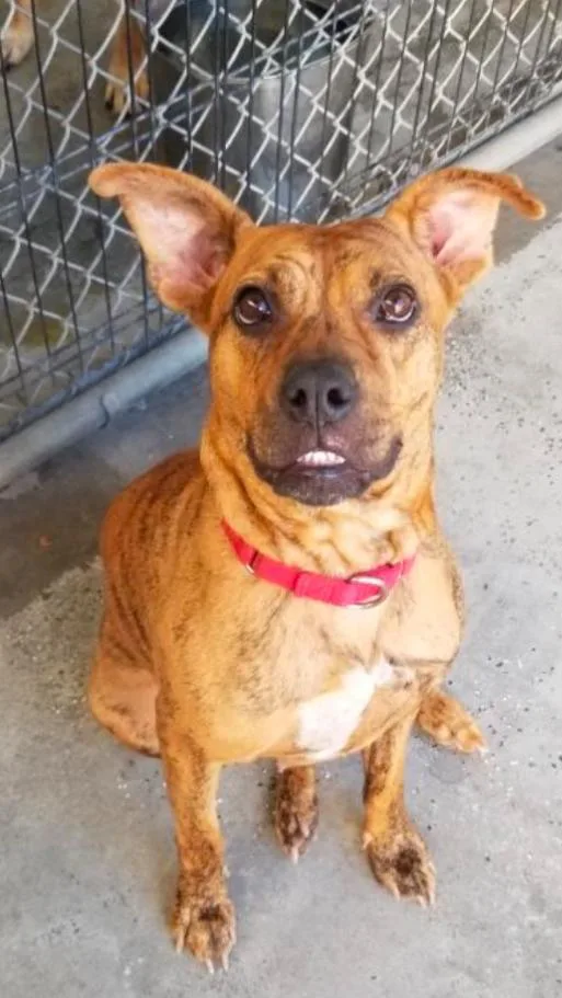 Avia~ Dainty Cuddle Bug