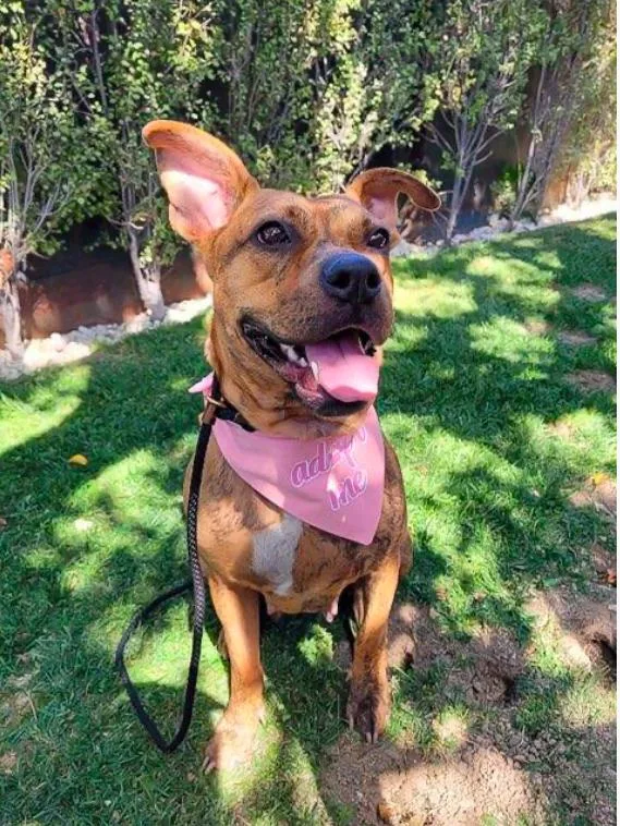 Avia~ Dainty Cuddle Bug thumbnail 2