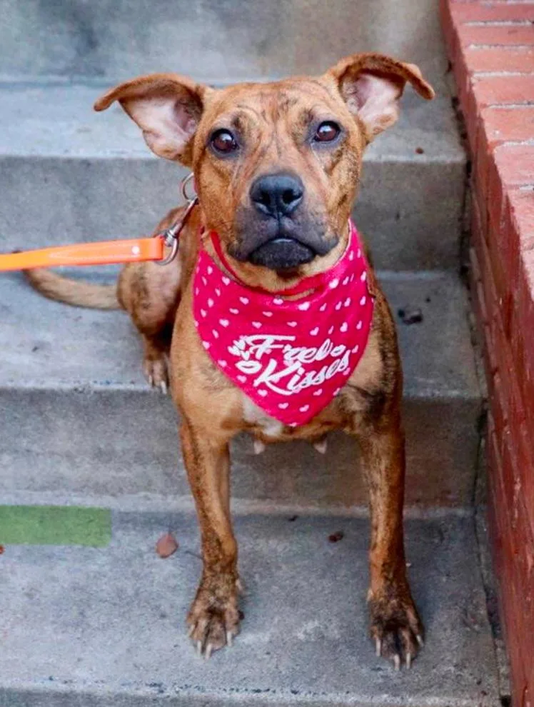 Avia~ Dainty Cuddle Bug thumbnail 4