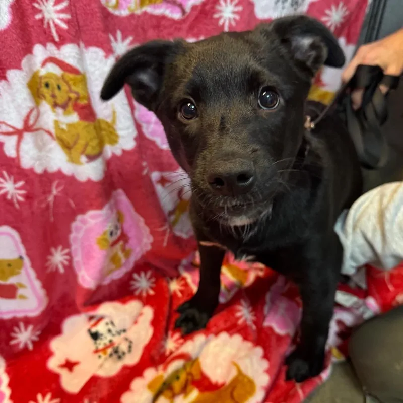 Big Macoots thumbnail 2